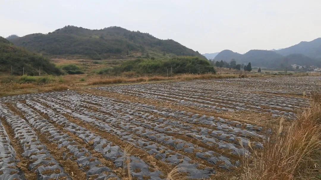 石板村新項(xiàng)目，鄉(xiāng)村振興的新動(dòng)力源泉