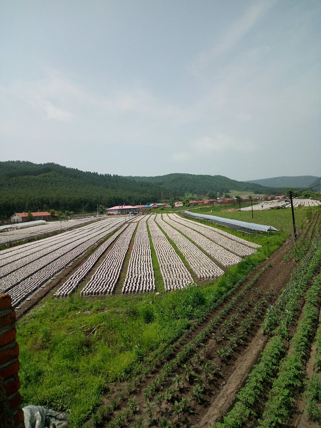 樺林溝村民委員會天氣預報及影響解析