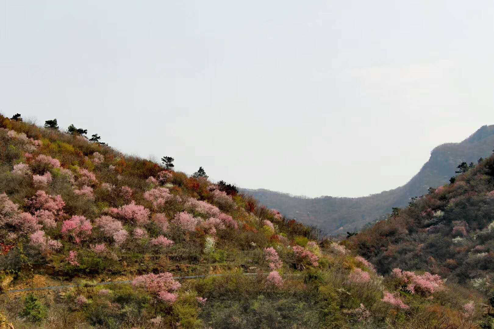 桃花鎮(zhèn)交通升級(jí)助力小鎮(zhèn)發(fā)展最新報(bào)道