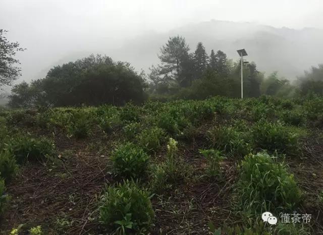 茶樹溝村委會天氣預(yù)報更新通知