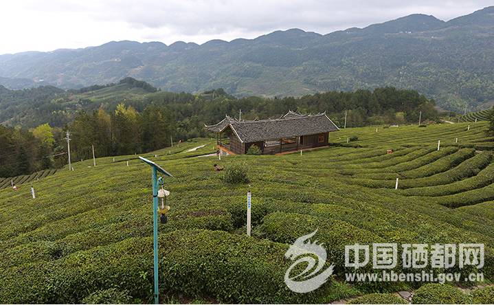 白楊坪村委會最新項目，鄉(xiāng)村振興新動力啟動