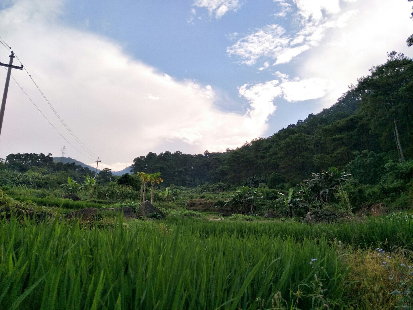 金田鎮(zhèn)天氣預(yù)報(bào)更新通知