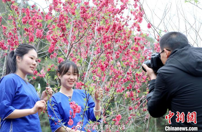 桃花盛開(kāi)新篇章，最新新聞報(bào)道揭秘盛開(kāi)之美