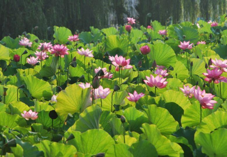 花溪區(qū)文化局發(fā)展規(guī)劃構(gòu)想與實(shí)施策略揭秘