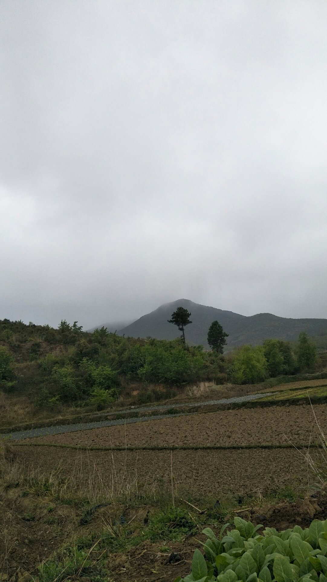 草窩村委會(huì)天氣預(yù)報(bào)更新通知