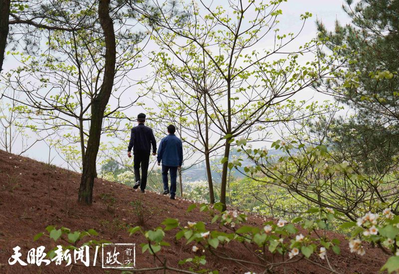 油桐林場(chǎng)最新項(xiàng)目，引領(lǐng)綠色發(fā)展的先鋒典范