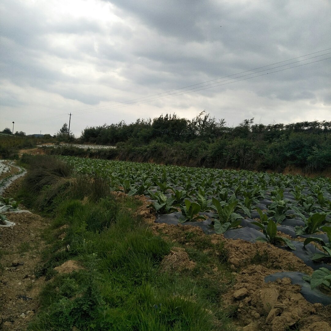 哲龍村天氣預報更新通知