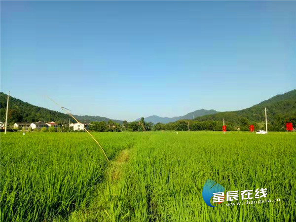 小稻村最新交通動態(tài)